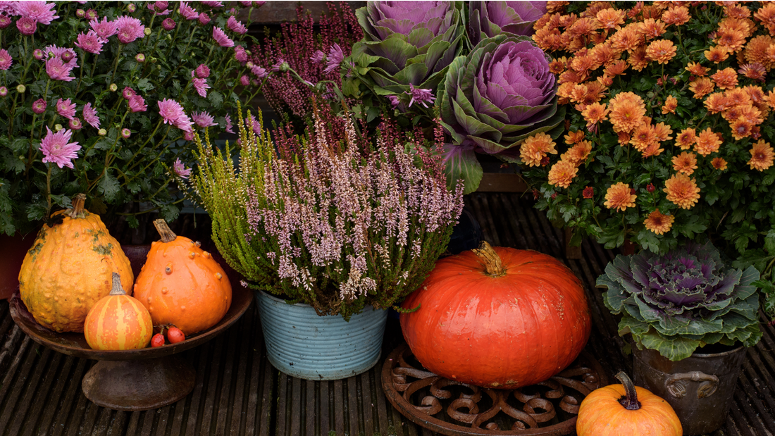 Transform Your Home with These Top Fall Flowers